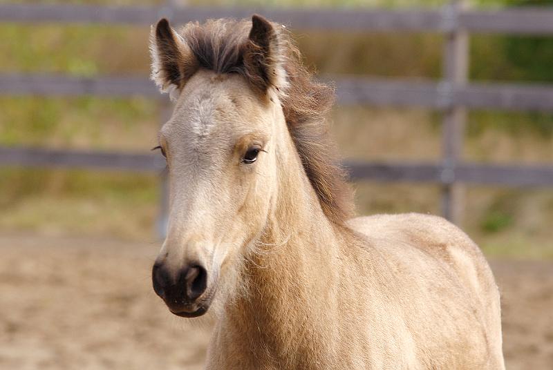 Diva von Heidmoor g.jpg